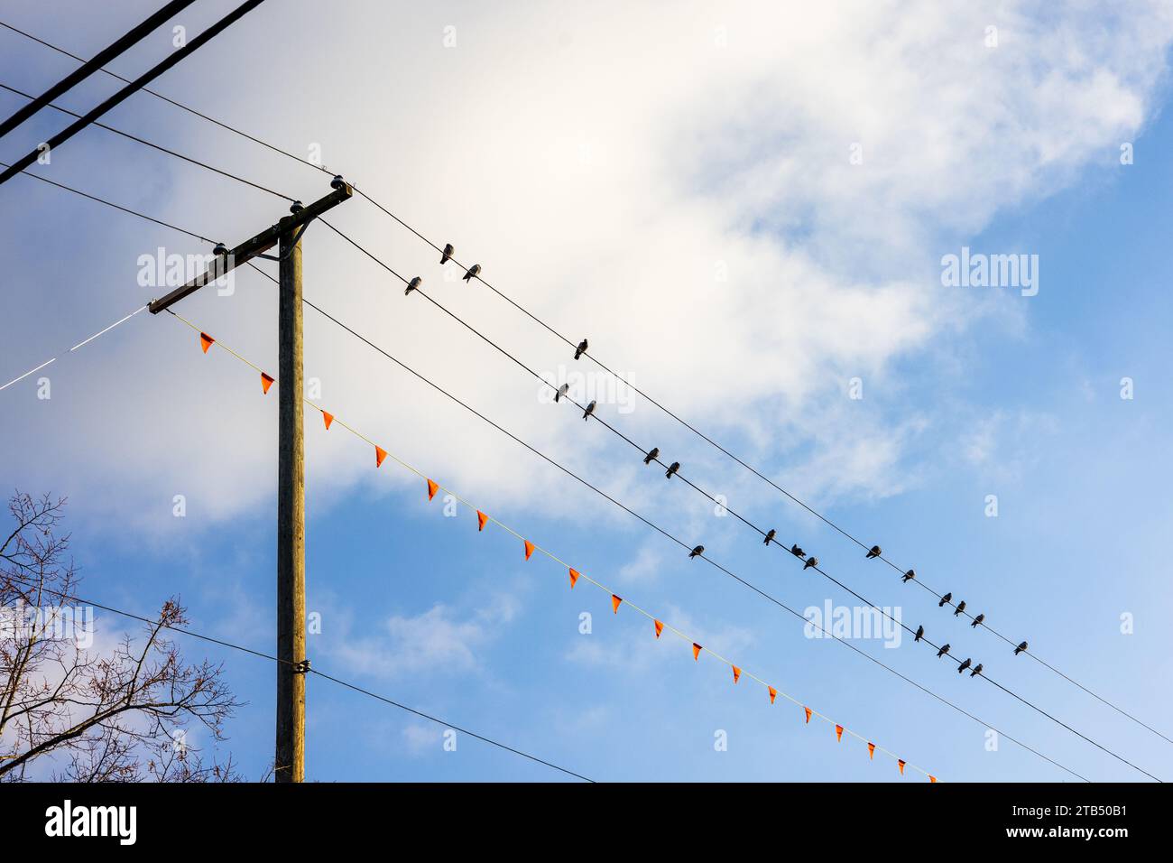 Les pigeons sont assis sur des fils téléphoniques à Vancouver, au Canada. Ils sont silhouettés contre un ciel bleu avec des nuages blancs. Banque D'Images