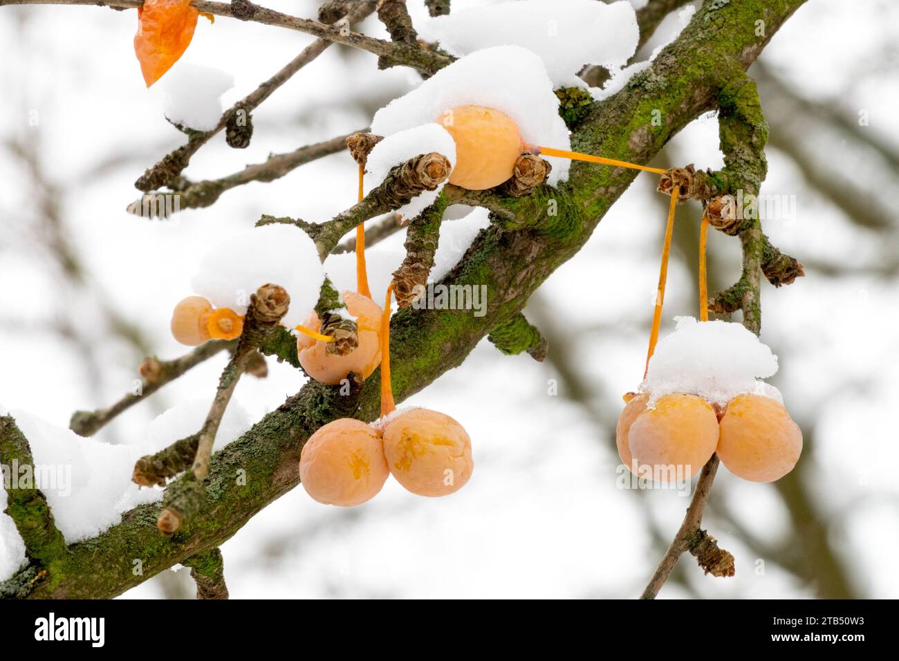 Graines de ginkgo couvertes de neige Ginkgo biloba Maidenhair arbre en hiver Banque D'Images