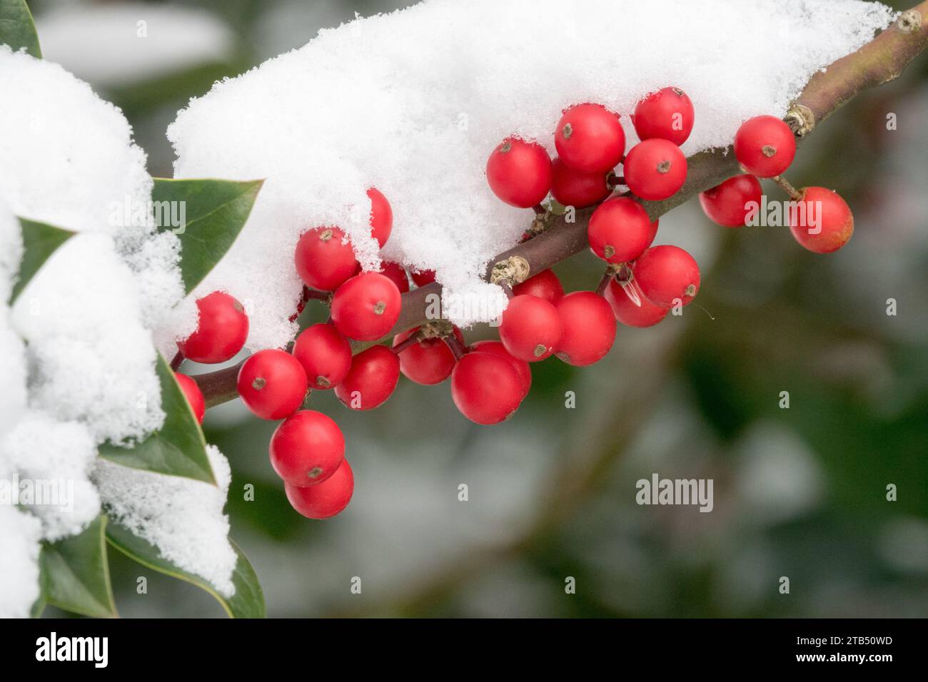 English Holly Ilex aquifolium 'J.C. van tol' baies enneigées en hiver Banque D'Images