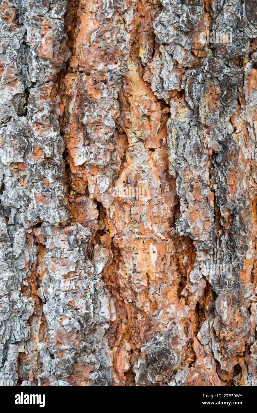 Écorce d'arbre, Pinus ponderosa, arbre, écorce, texture, Ponderosa Pine, motif écorce fissurée Banque D'Images