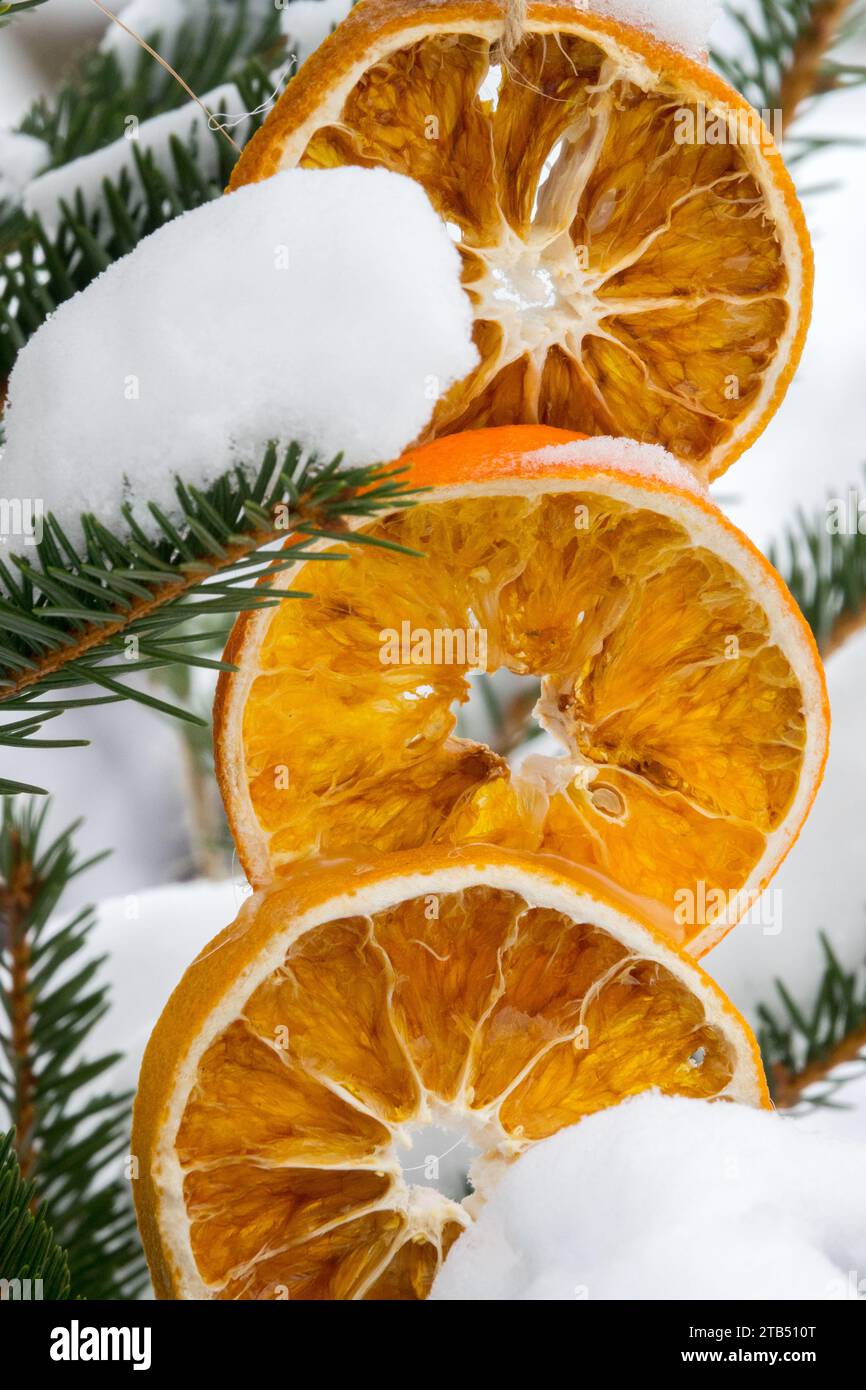 Noël rond, ornements, séchés, oranges, morceaux, décoration, suspendu, couvert de neige, Décoration extérieure de Noël Banque D'Images