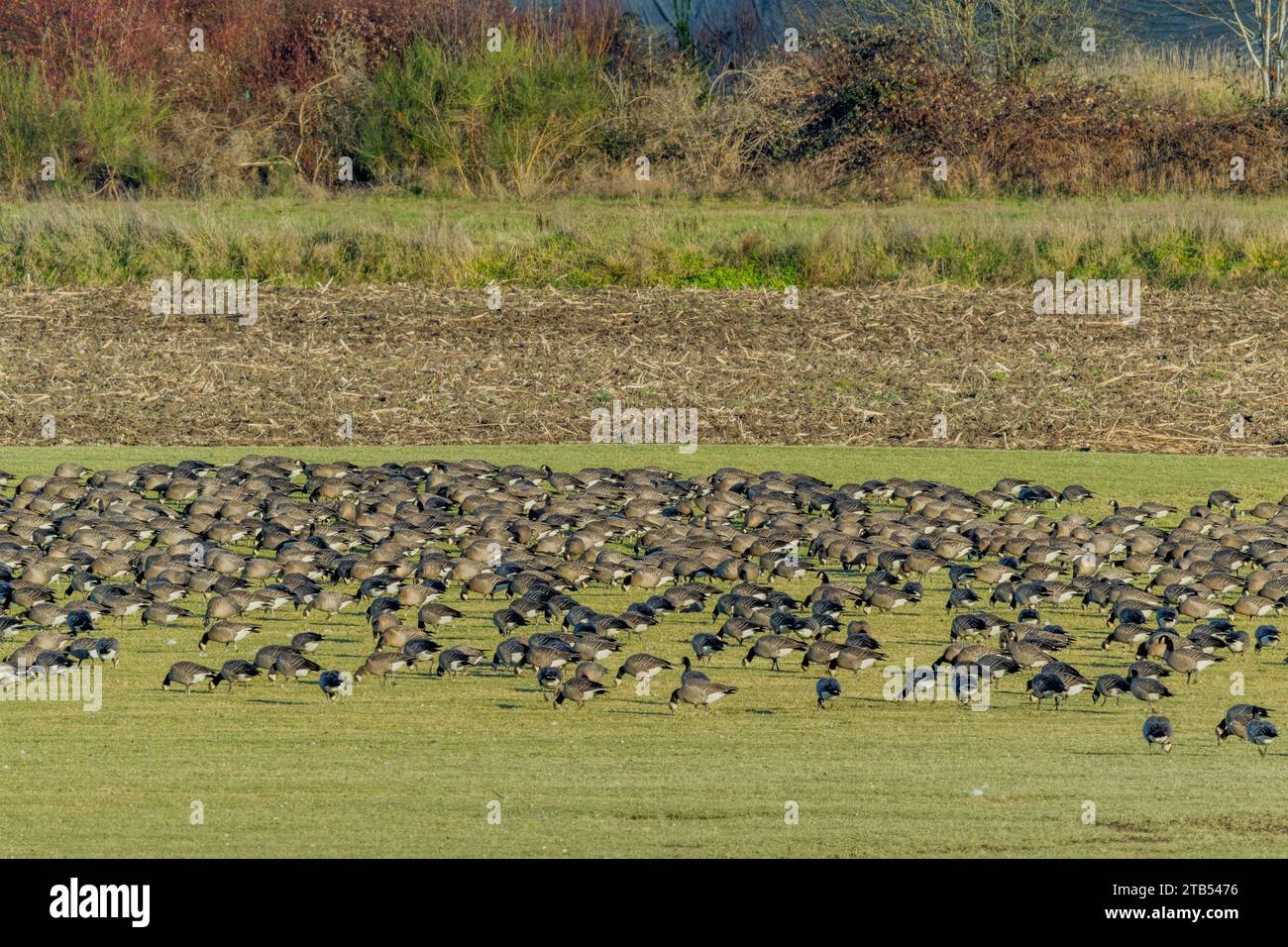 Les oies du cajou (Branta hutchinsii) se nourrissent d'herbe dans un champ à Woodinville, État de Washington, États-Unis. Banque D'Images Les oies du cajou (Branta hutchinsii) se nourrissent d'herbe dans un champ à Woodinville, État de Washington, États-Unis. Banque D'Images