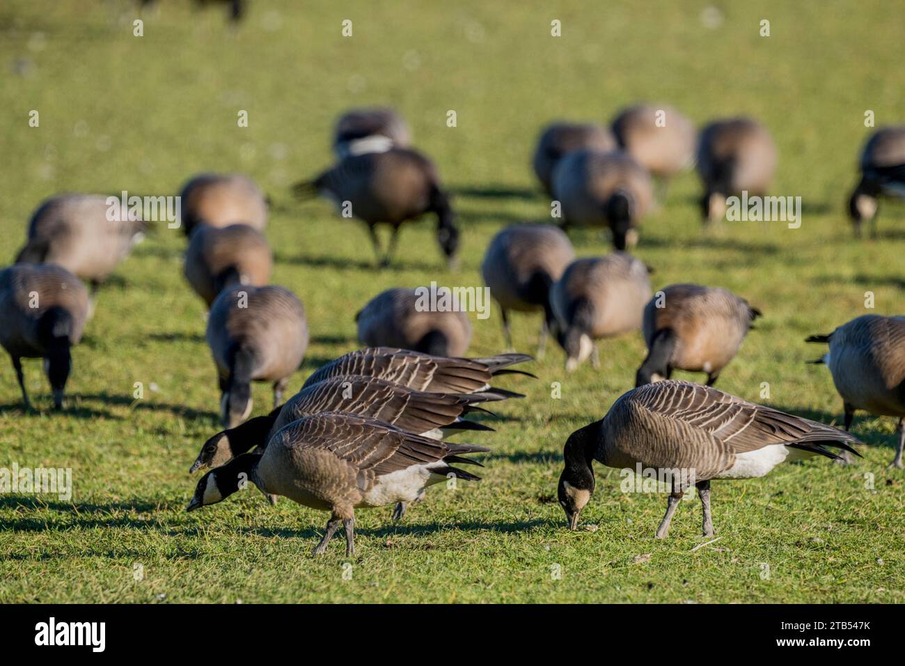 Les oies du cajou (Branta hutchinsii) se nourrissent d'herbe dans un champ à Woodinville, État de Washington, États-Unis. Banque D'Images Les oies du cajou (Branta hutchinsii) se nourrissent d'herbe dans un champ à Woodinville, État de Washington, États-Unis. Banque D'Images