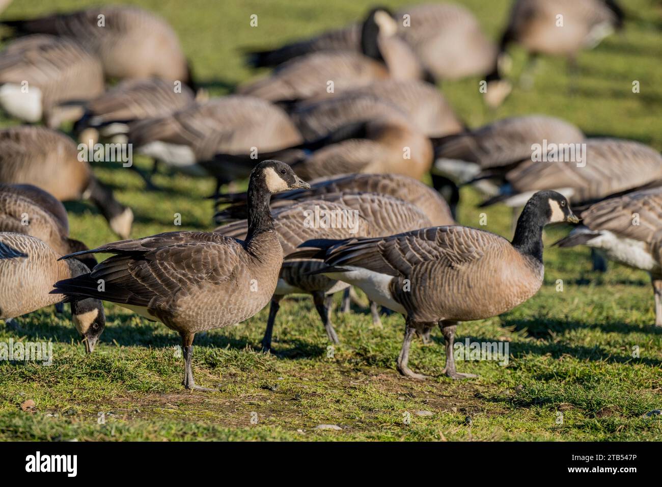 Les oies du cajou (Branta hutchinsii) se nourrissent d'herbe dans un champ à Woodinville, État de Washington, États-Unis. Banque D'Images Les oies du cajou (Branta hutchinsii) se nourrissent d'herbe dans un champ à Woodinville, État de Washington, États-Unis. Banque D'Images