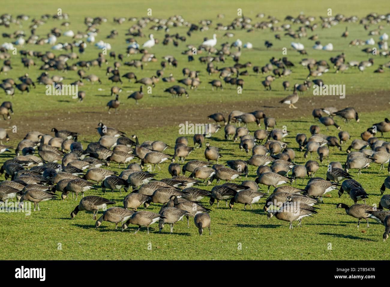 Les oies du cajou (Branta hutchinsii) se nourrissent d'herbe dans un champ à Woodinville, État de Washington, États-Unis. Banque D'Images Les oies du cajou (Branta hutchinsii) se nourrissent d'herbe dans un champ à Woodinville, État de Washington, États-Unis. Banque D'Images