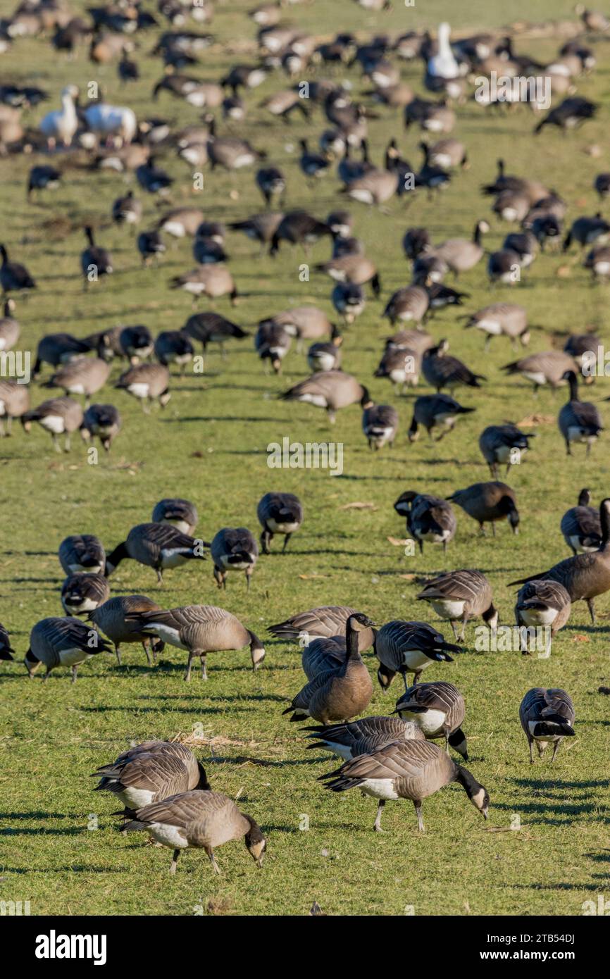 Les oies du cajou (Branta hutchinsii) se nourrissent d'herbe dans un champ à Woodinville, État de Washington, États-Unis. Banque D'Images Les oies du cajou (Branta hutchinsii) se nourrissent d'herbe dans un champ à Woodinville, État de Washington, États-Unis. Banque D'Images