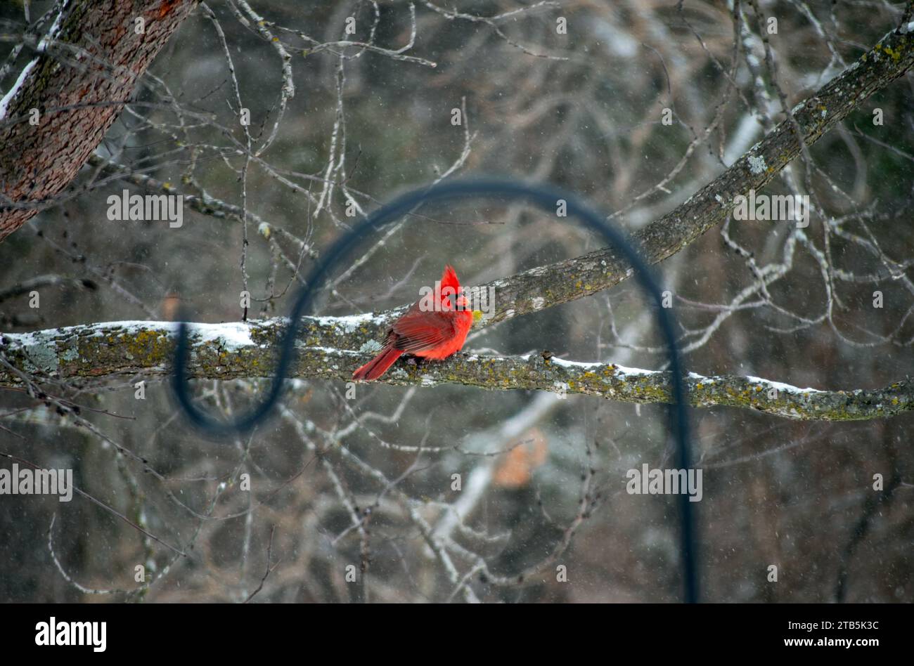 Cardinal perché sur une branche d'arbre suivant une neige légère encadrée par un crochet de bergers noir défocalisé pour un look artistique. Photographié à travers un verre Banque D'Images