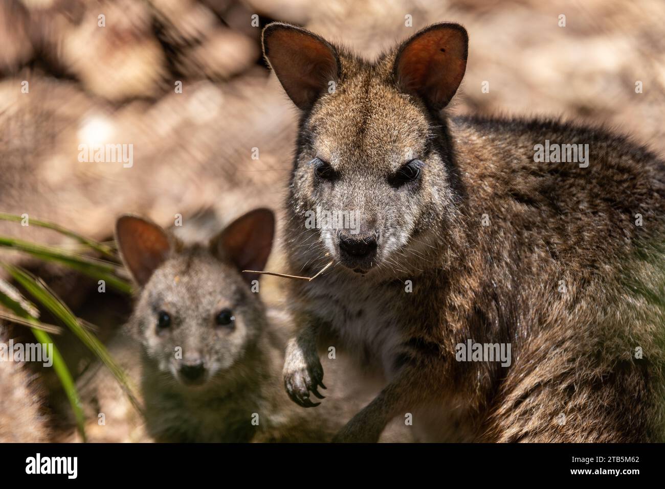 Australian Endangered Parma Wallaby avec joey Banque D'Images