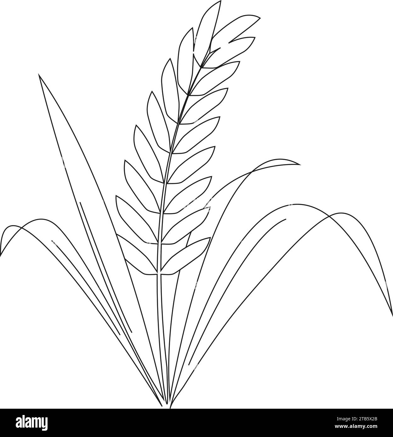 Oreille de riz paddy isolée sur fond blanc. Illustration du vecteur d'icône. Illustration de Vecteur
