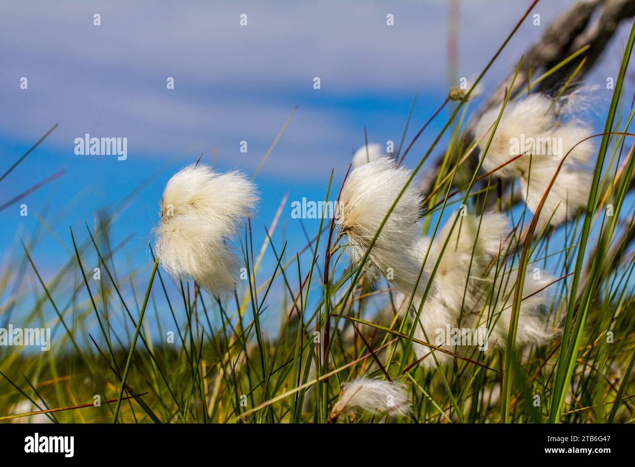 La corniche de coton gainée (Eriophorum vaginatum) macro, dans le contexte d'une forêt marécageuse Banque D'Images