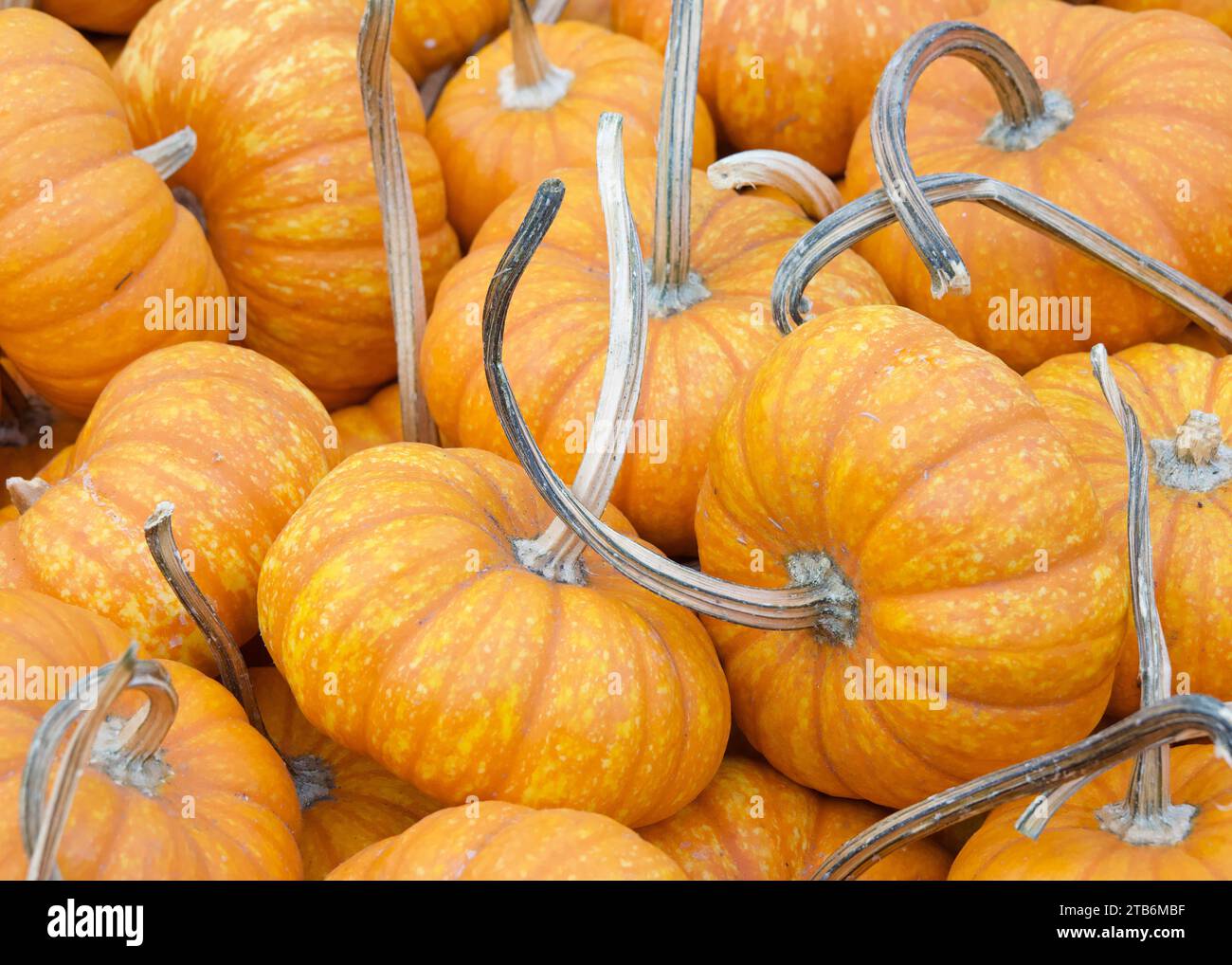 Vue de dessus plat de beaucoup de Jack d'automne être petites citrouilles. Un favori pour les décorations d'automne, mais les fruits sont comestibles. Banque D'Images