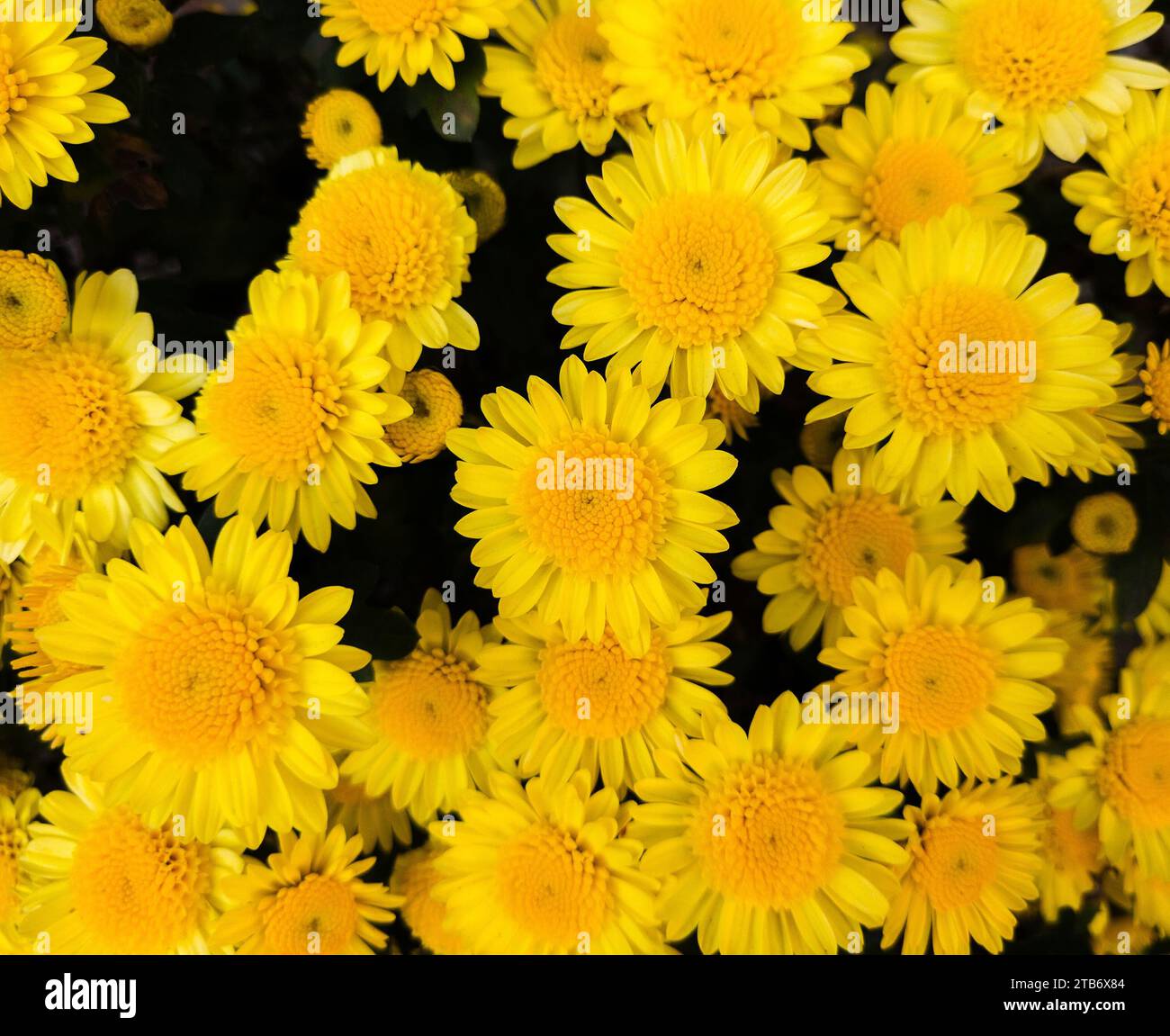 Fleurs jaunes. Dans le jardin par une journée ensoleillée. Banque D'Images