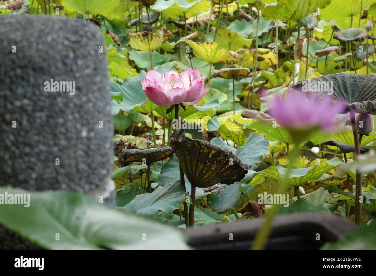 Fleur de Lotus dans l'étang Banque D'Images