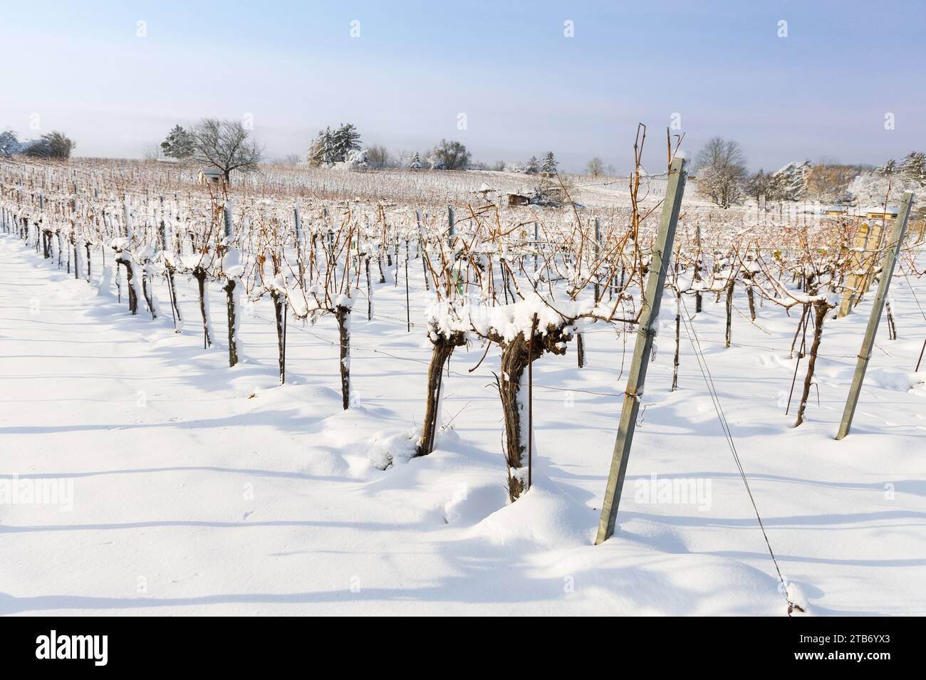Vignobles enneigés en hiver. Beau paysage sur une colline idyllique. Banque D'Images