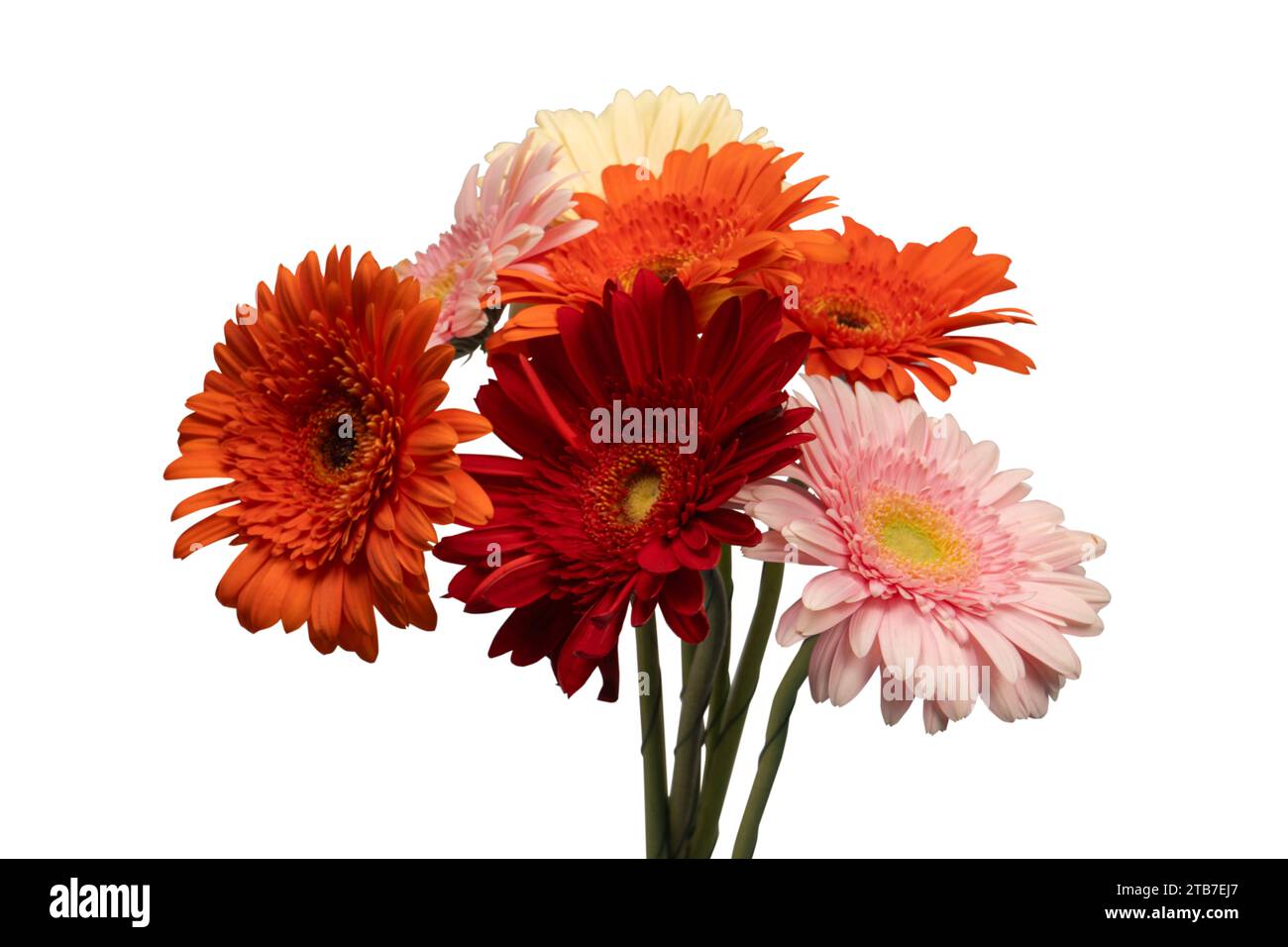 Bouquet de fleurs de gerbera colorées isolé sur un fond blanc. Banque D'Images