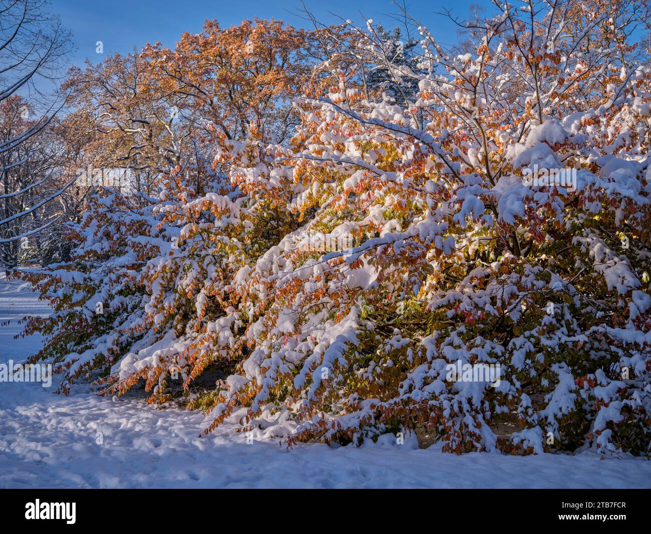 Paysage d'hiver après la première chute de neige Banque D'Images