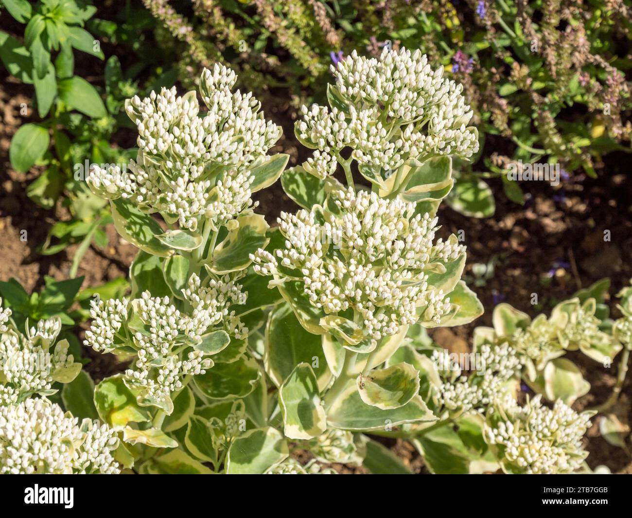 Fleurs blanches de Sedum erythrostictum 'Frosty Morn' en août, Northamptonshire, Angleterre, Royaume-Uni Banque D'Images