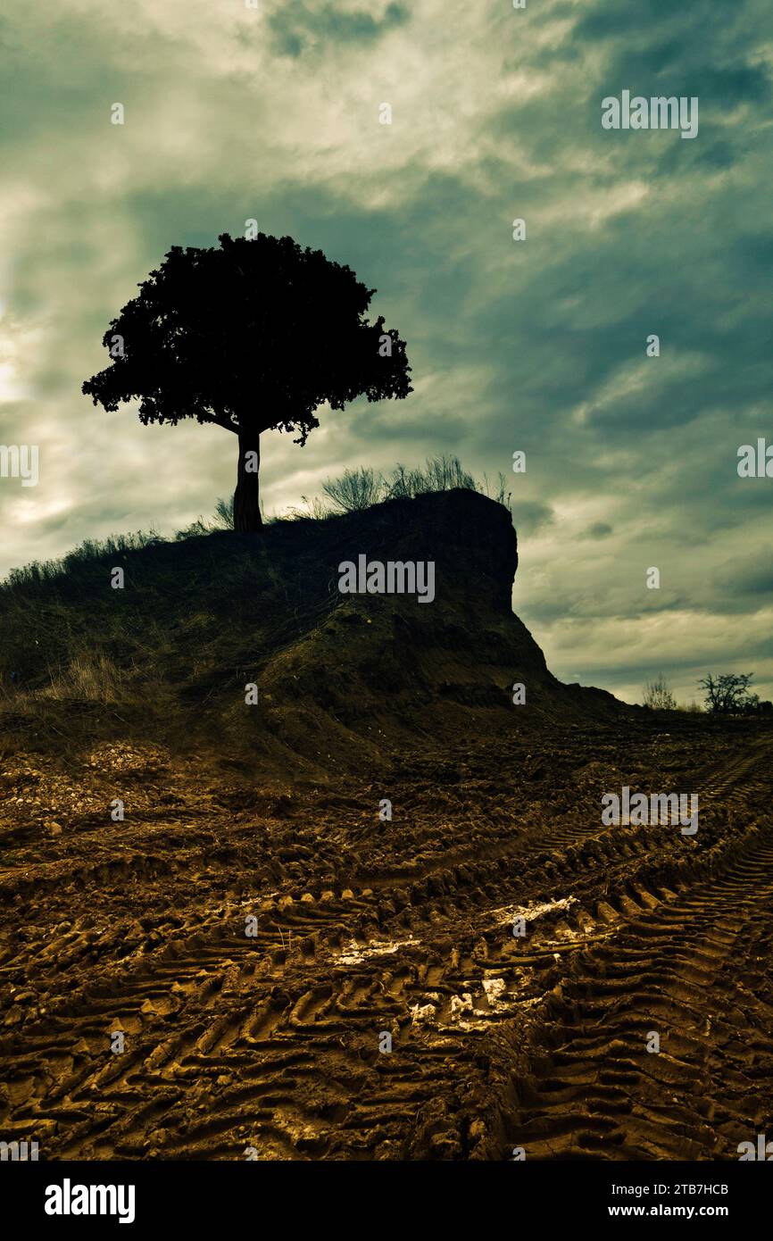 arbre sur une crête, terrain avec des traces de tracteur et ciel dramatique Banque D'Images