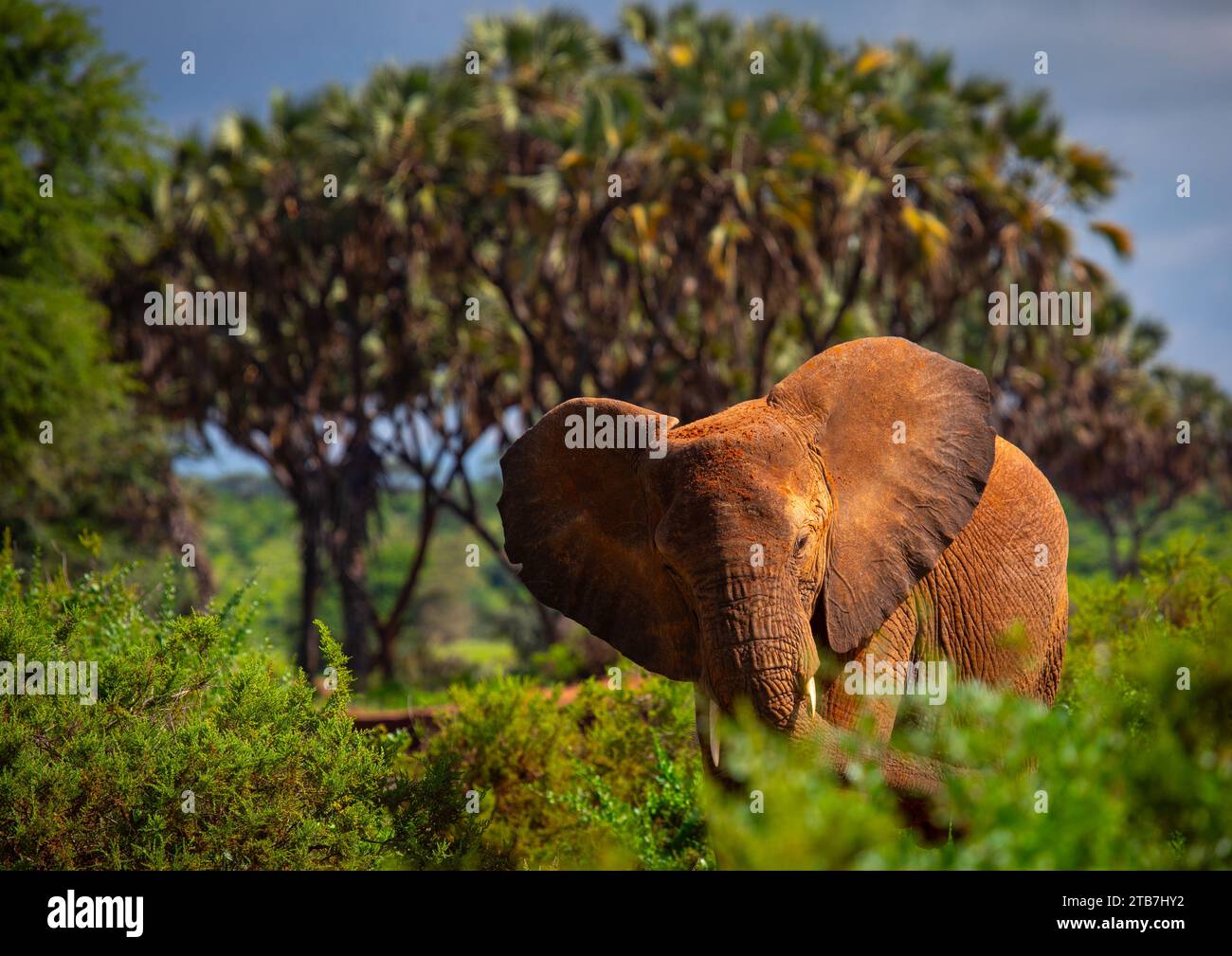 Éléphant dans la brousse, comté de Samburu, réserve nationale de Samburu, Kenya Banque D'Images