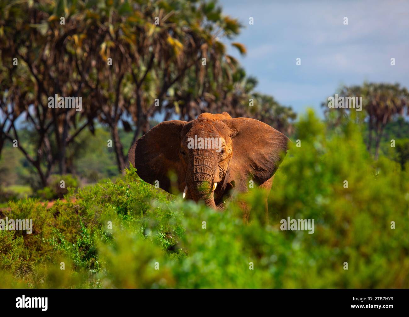 Éléphant dans la brousse, comté de Samburu, réserve nationale de Samburu, Kenya Banque D'Images