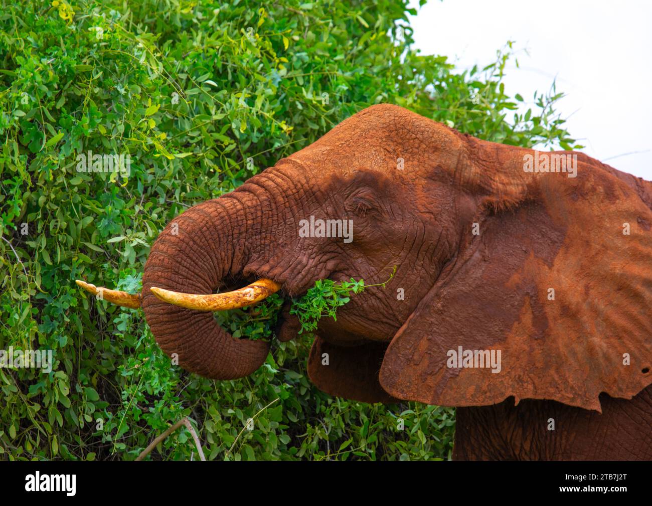 Mangeant des éléphants mâles, comté de Samburu, réserve nationale de Samburu, Kenya Banque D'Images