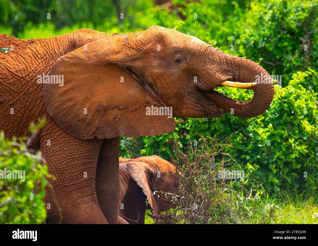 Mangeant des éléphants mâles, comté de Samburu, réserve nationale de Samburu, Kenya Banque D'Images