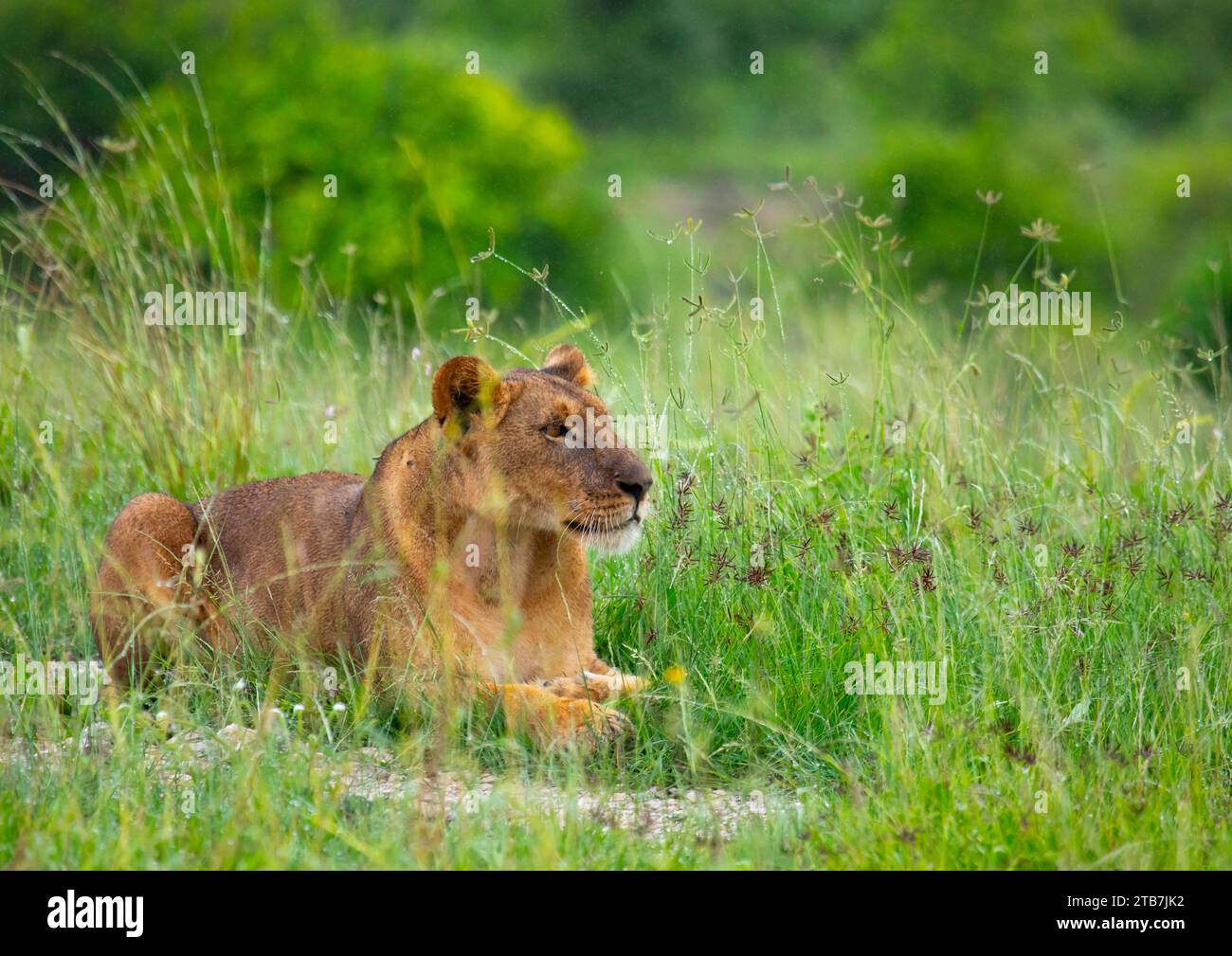 Lionne dans l'herbe verte regardant loin, comté de Samburu, réserve nationale de Samburu, Kenya Banque D'Images