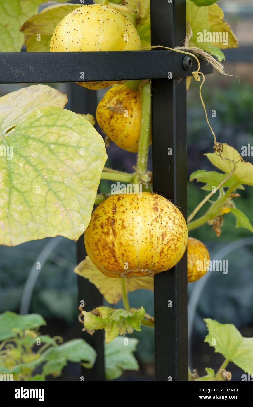 Concombre Crystal Lemon, Cucumis sativus Crystal Lemon, concombre, fruits ronds, couleur citron pâle Banque D'Images