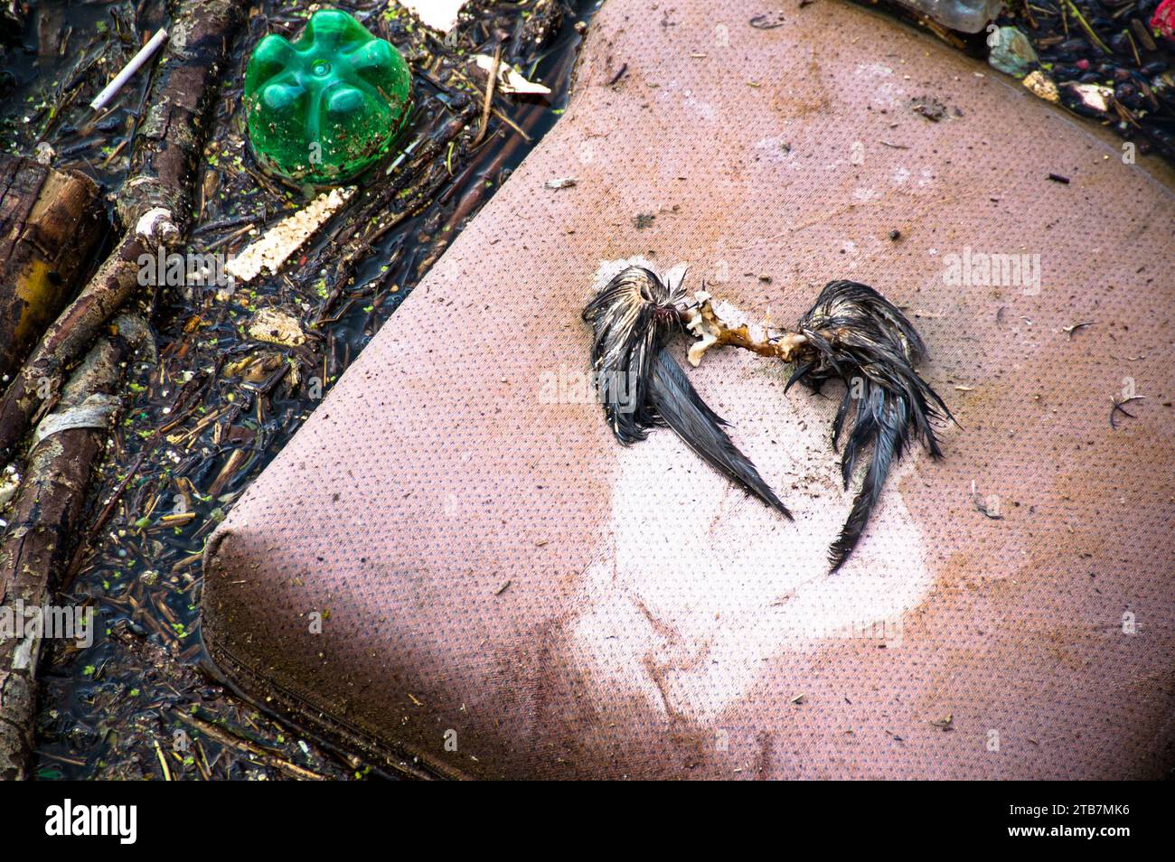 ailes d'oiseau mort couchées sur un coussin dans une rivière polluée Banque D'Images
