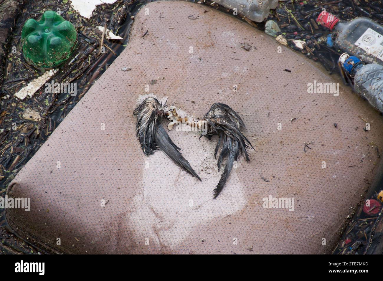 ailes d'oiseau mort couchées sur un coussin dans une rivière polluée Banque D'Images