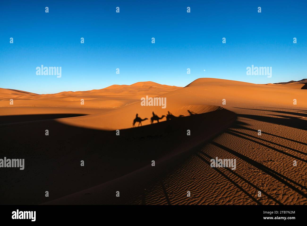 Une ligne de chameaux projette de longues ombres sur les dunes de sable du désert de Merzouga, au Maroc, au crépuscule Banque D'Images