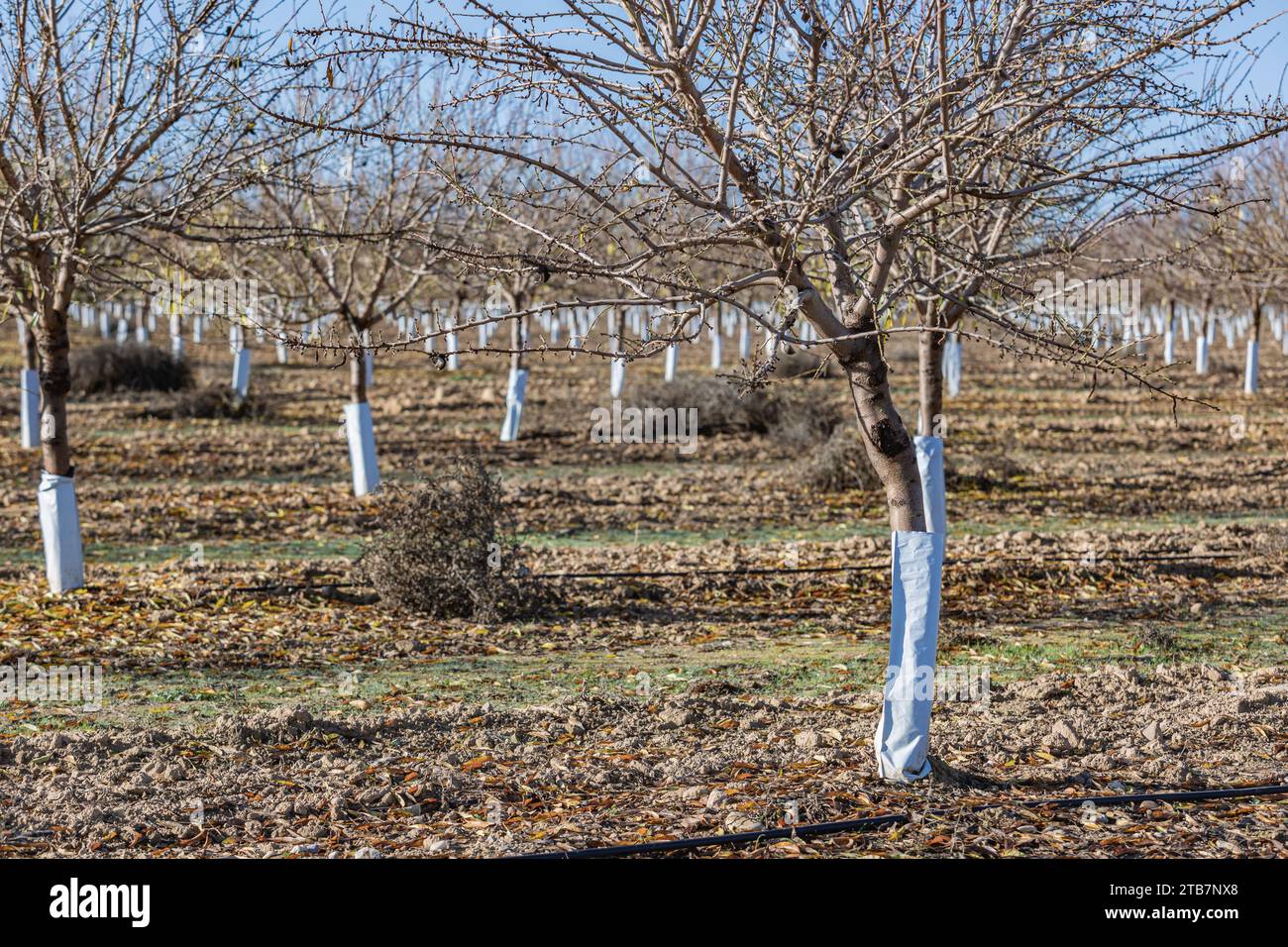 Amandiers dormants avec des gardes d'arbres blancs protecteurs dans un verger d'hiver en Castilla la Mancha Banque D'Images