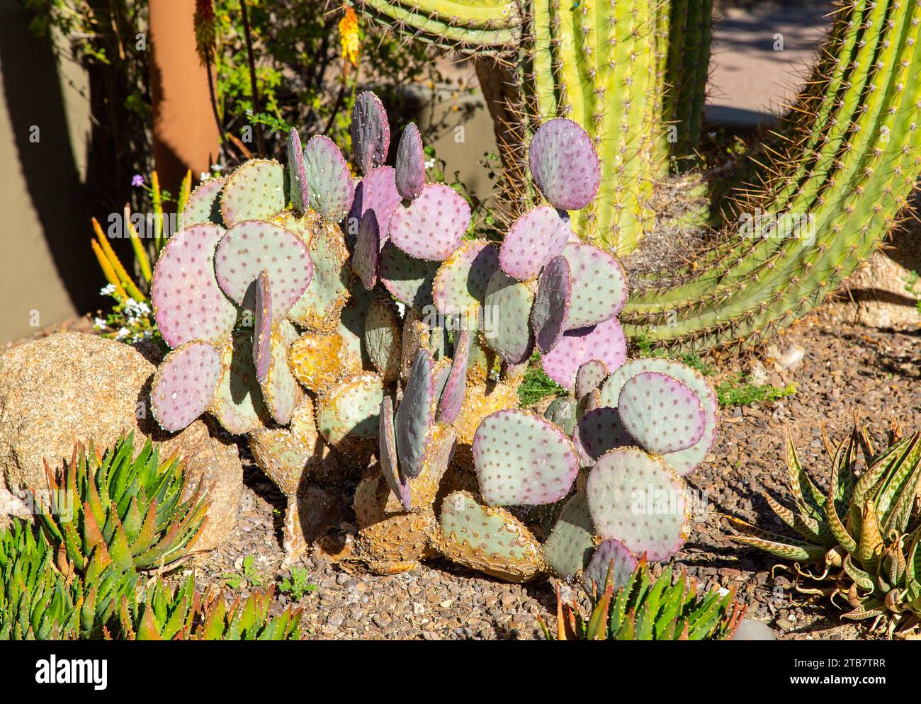 Cactus dans le désert de Sonora, Arizona, USA Banque D'Images