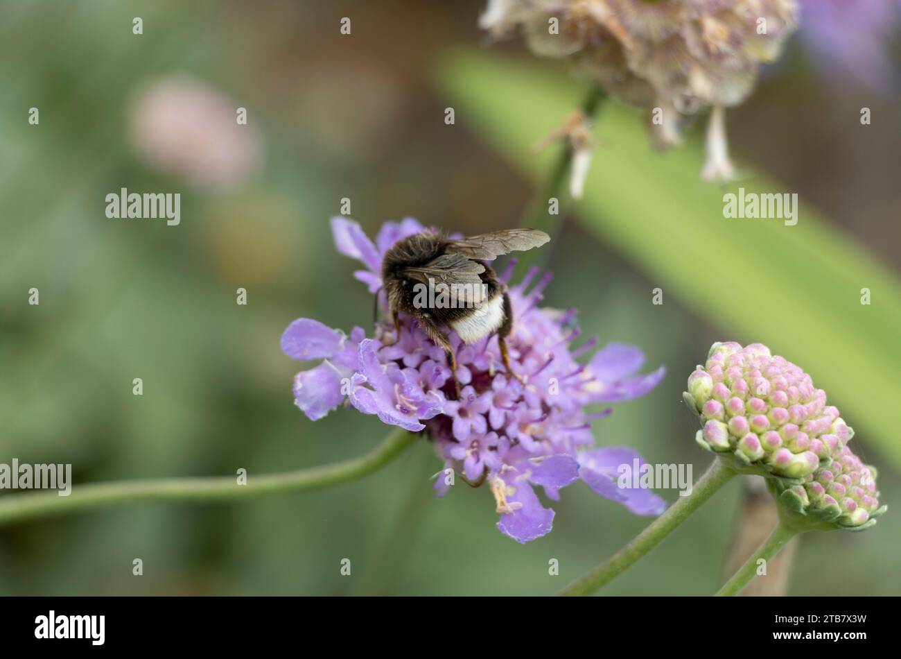 bourdon blanc perché sur une fleur de lilas. Banque D'Images