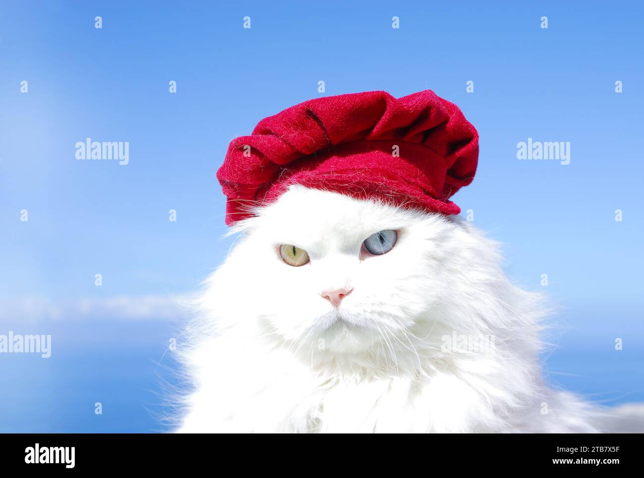 beau chat perse blanc avec des yeux de différentes couleurs (hétérochromie) avec une calotte rouge et un ciel bleu en arrière-plan. Banque D'Images