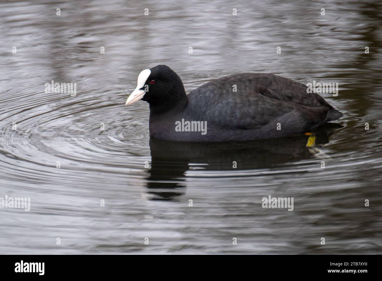 Harefield, Royaume-Uni. 2e Decemebr, 2023. Un coot se nourrit de mauvaises herbes sur le Canal du Grand Union. Crédit : Maureen McLean/Alamy Banque D'Images