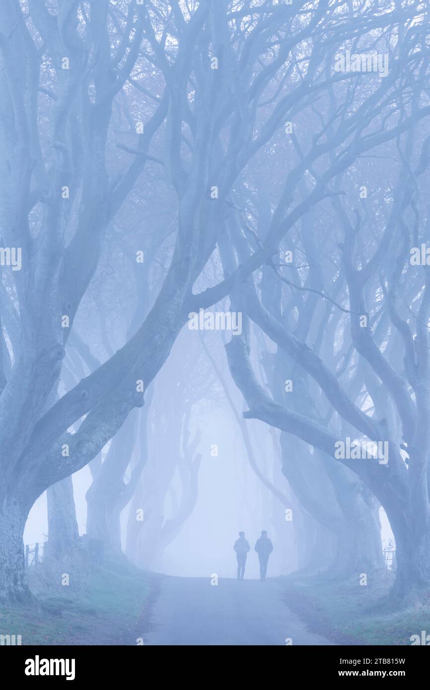 Deux personnes marchant le long de la célèbre ruelle bordée d'arbres 'The Dark Hedges', Ballymoney, comté d'Antrim, Irlande du Nord, Royaume-Uni. Automne (novembre) 2022. Banque D'Images Deux personnes marchant le long de la célèbre ruelle bordée d'arbres 'The Dark Hedges', Ballymoney, comté d'Antrim, Irlande du Nord, Royaume-Uni. Automne (novembre) 2022. Banque D'Images