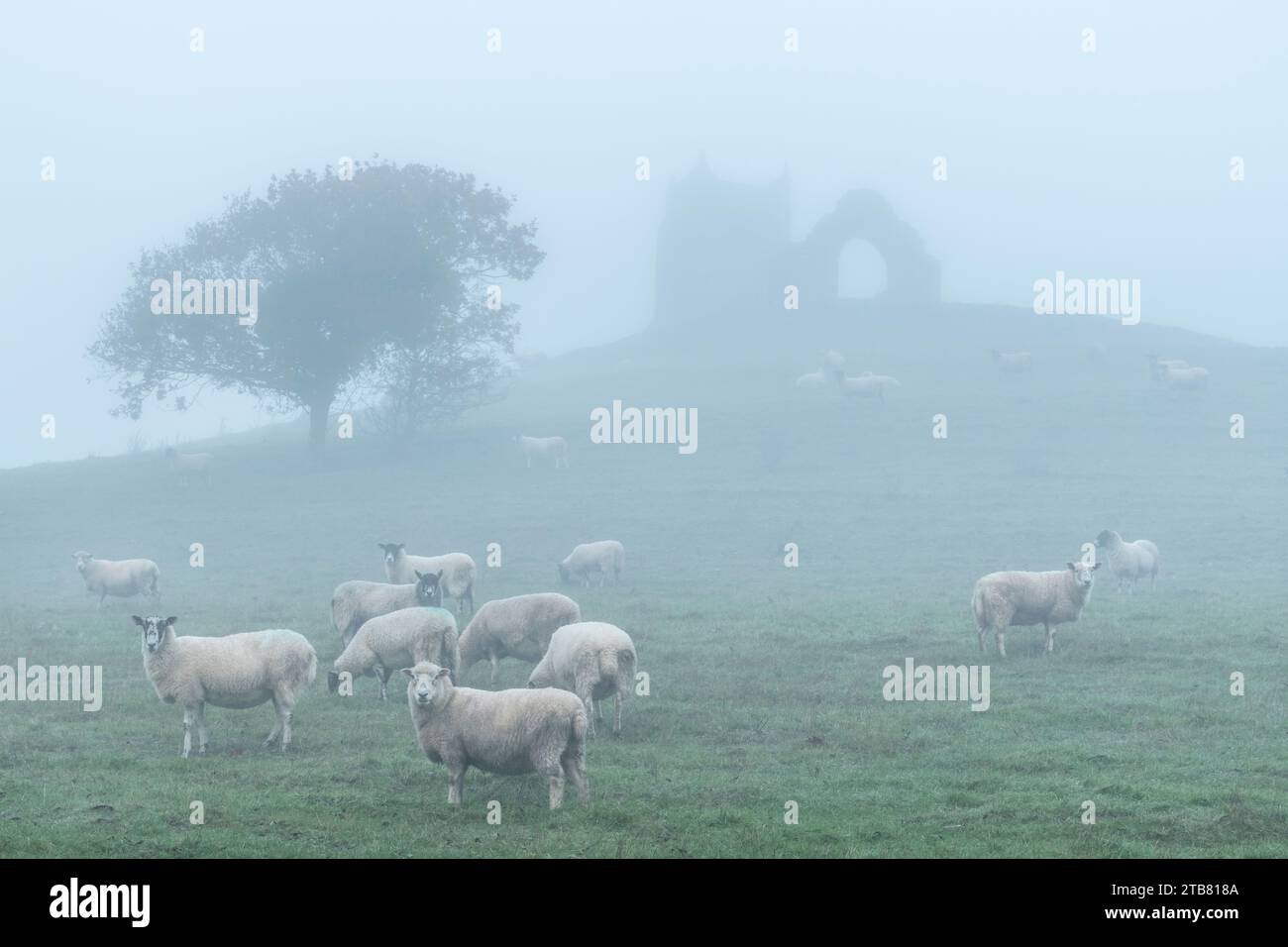 Moutons paissant sous les ruines de l'église St Michael's sur Burrow Mump, Burrowbridge, Somerset, Angleterre. Hiver (décembre) 2022. Banque D'Images