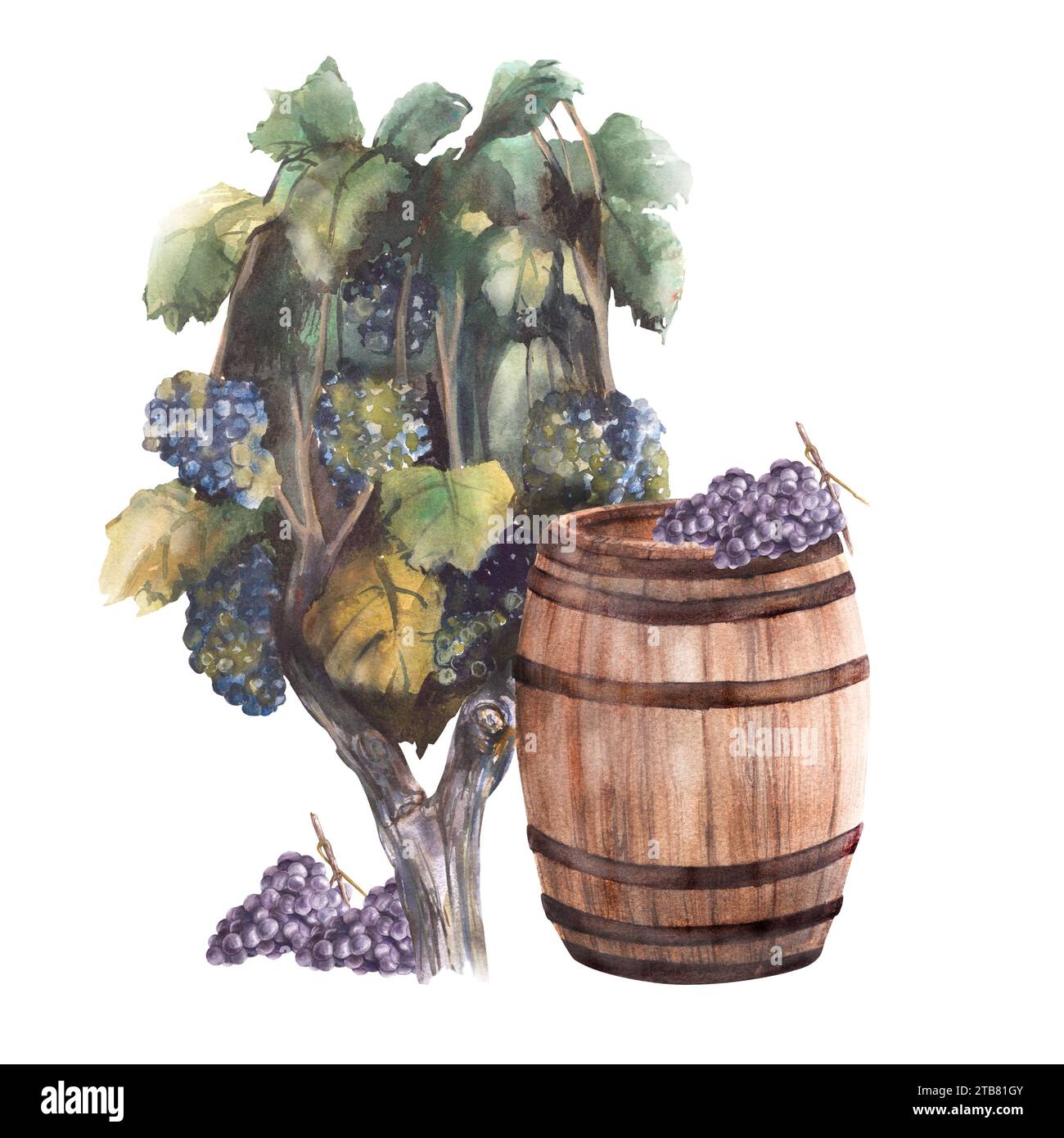 Buisson de raisin avec des raisins noirs bleus, vigne et un tonneau de vin en bois. Clipart d'illustration peinte à l'aquarelle. Vignobles avec des feuilles et des baies pour Banque D'Images