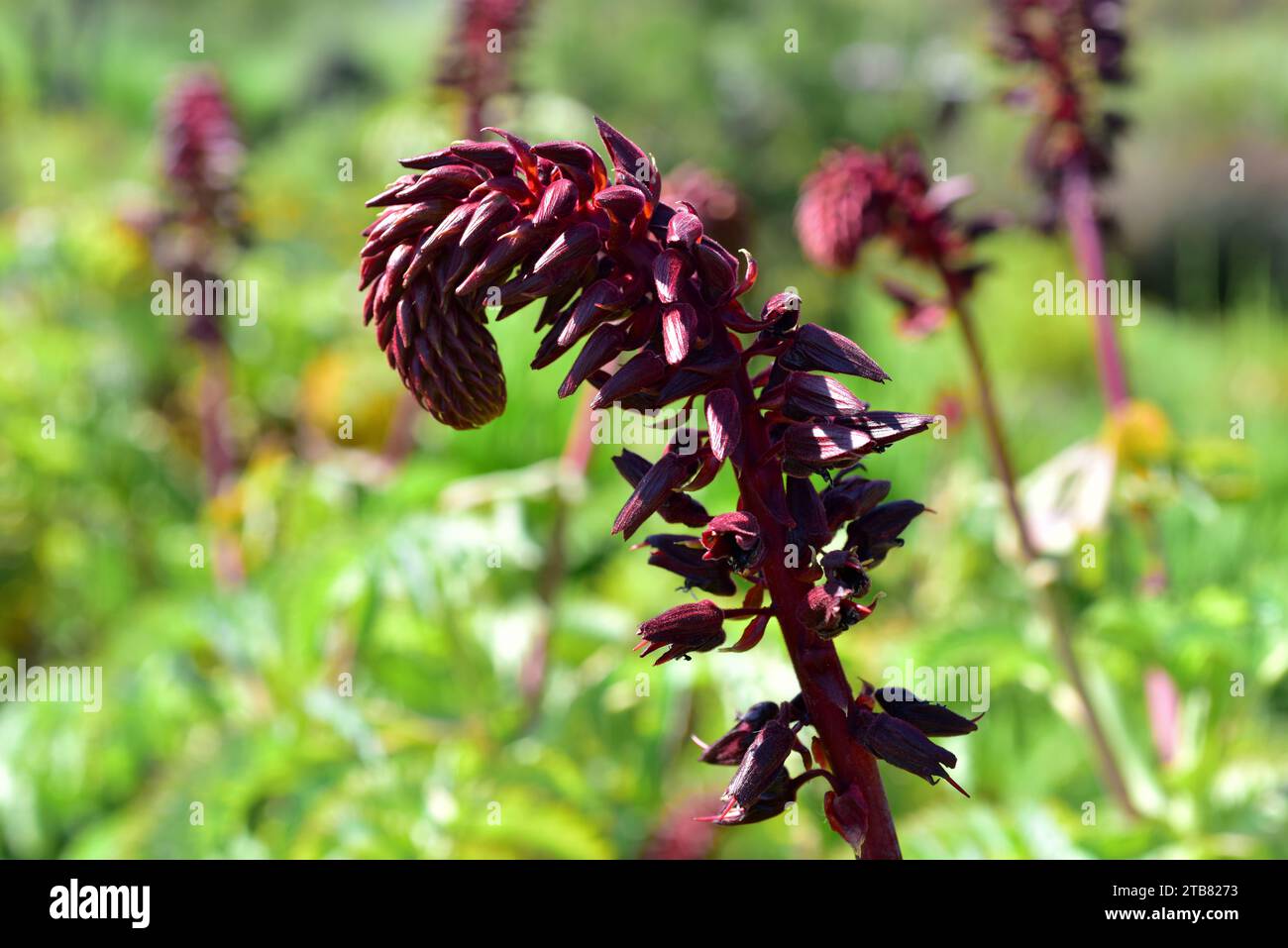 La fleur de miel géante (Melianthus major) est un arbuste à feuilles persistantes endémique en Afrique du Sud. Banque D'Images