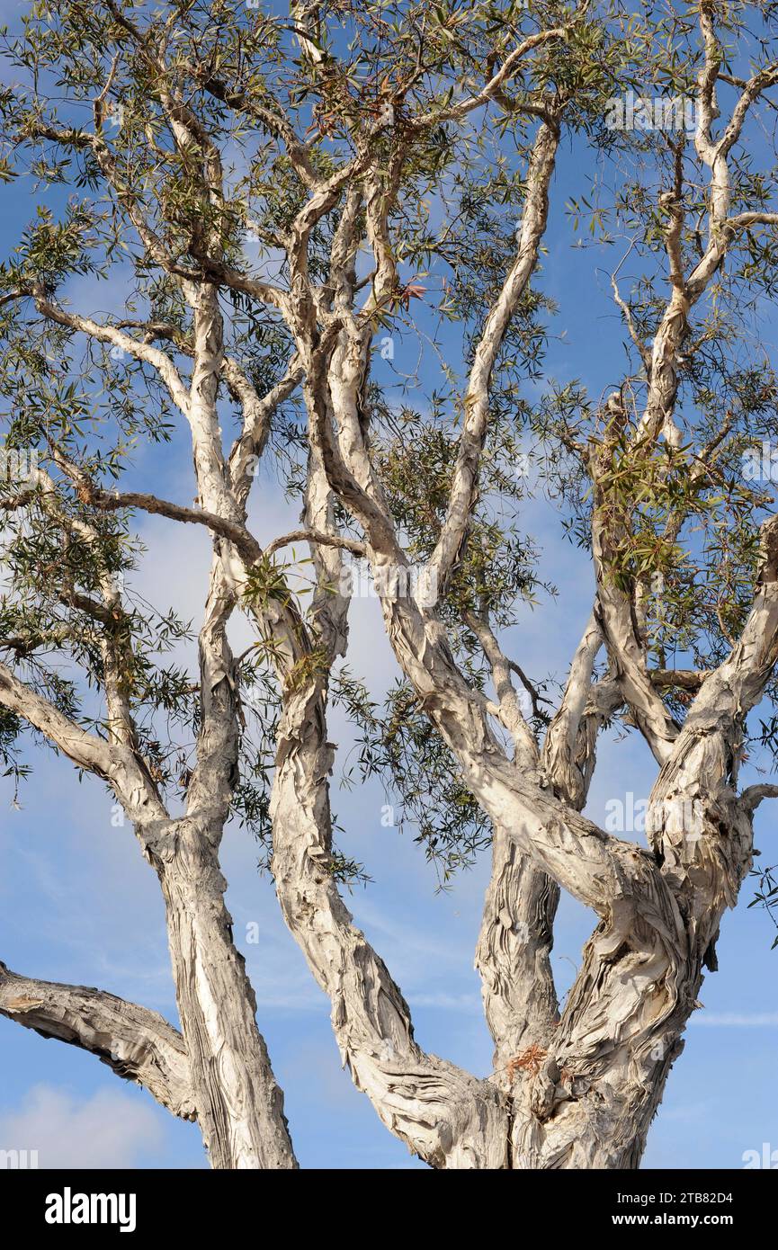 L'arbre à thé en écorce de papier (Melaleuca quinquenervia) est un arbre originaire d'Australie et de Papouasie-Nouvelle-Guinée. Banque D'Images