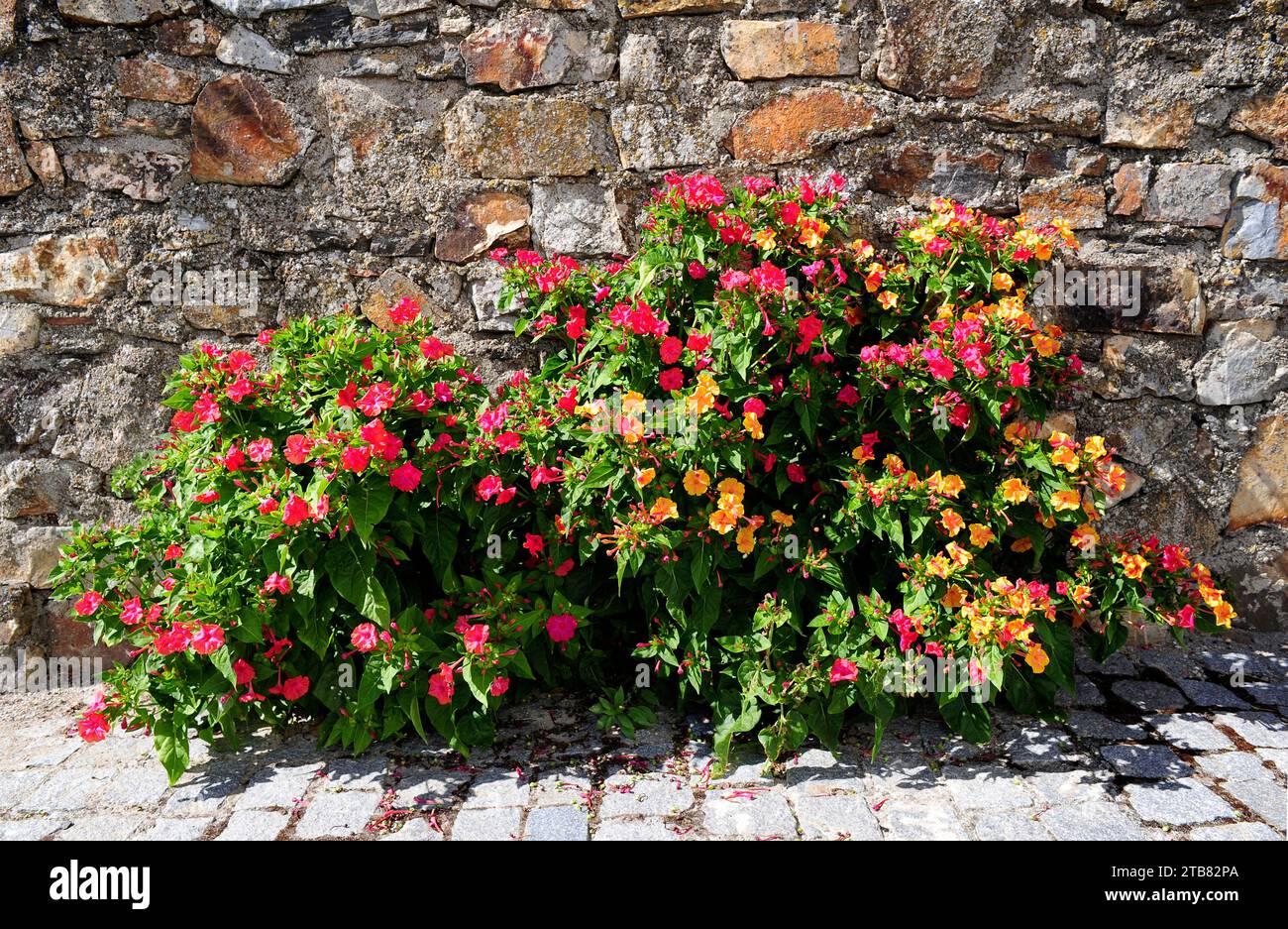 Marvel of Peru or four o'clock flower (mirabilis jalapa) est une plante vivace avec des fleurs variégées indigènes à l'Amérique du Sud tropicale. Banque D'Images
