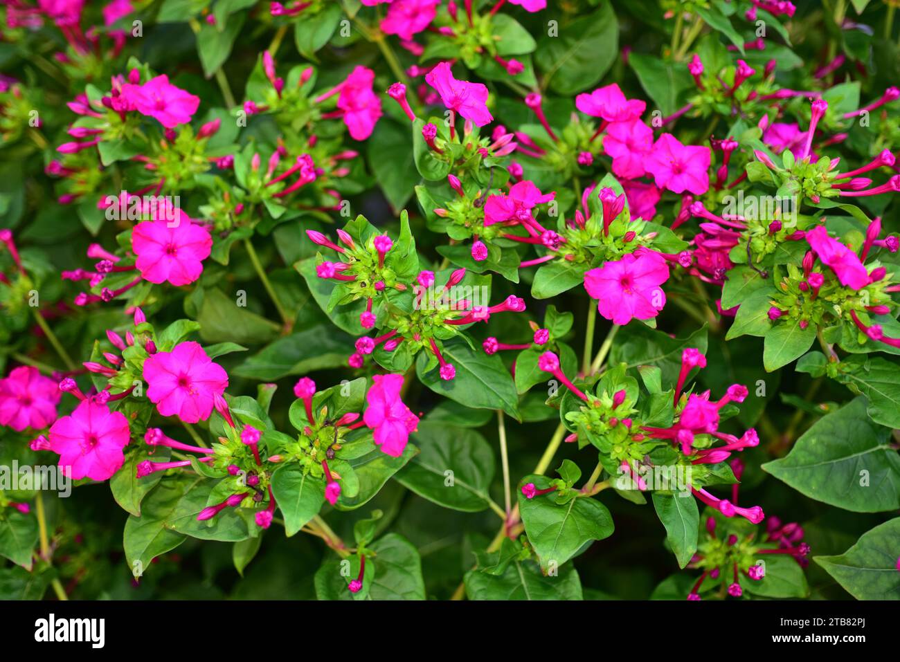 Marvel of Peru or four o'clock flower (mirabilis jalapa) est une plante vivace avec des fleurs variégées indigènes à l'Amérique du Sud tropicale. Banque D'Images