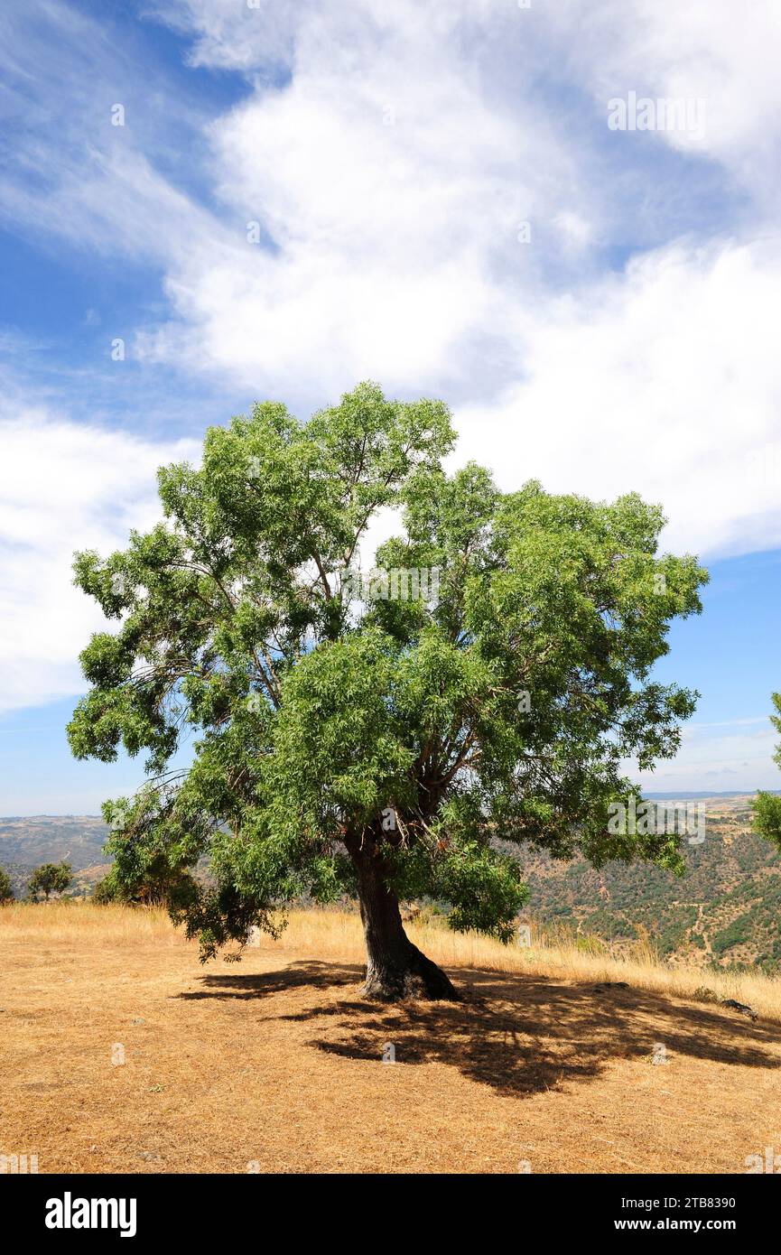 La frêne à feuilles étroites (Fraxinus angustifolia) est un arbre à feuilles caduques originaire du sud de l'Europe, du nord-ouest de l'Afrique et du sud-ouest de l'Asie. Cette photo a été prise dans Banque D'Images