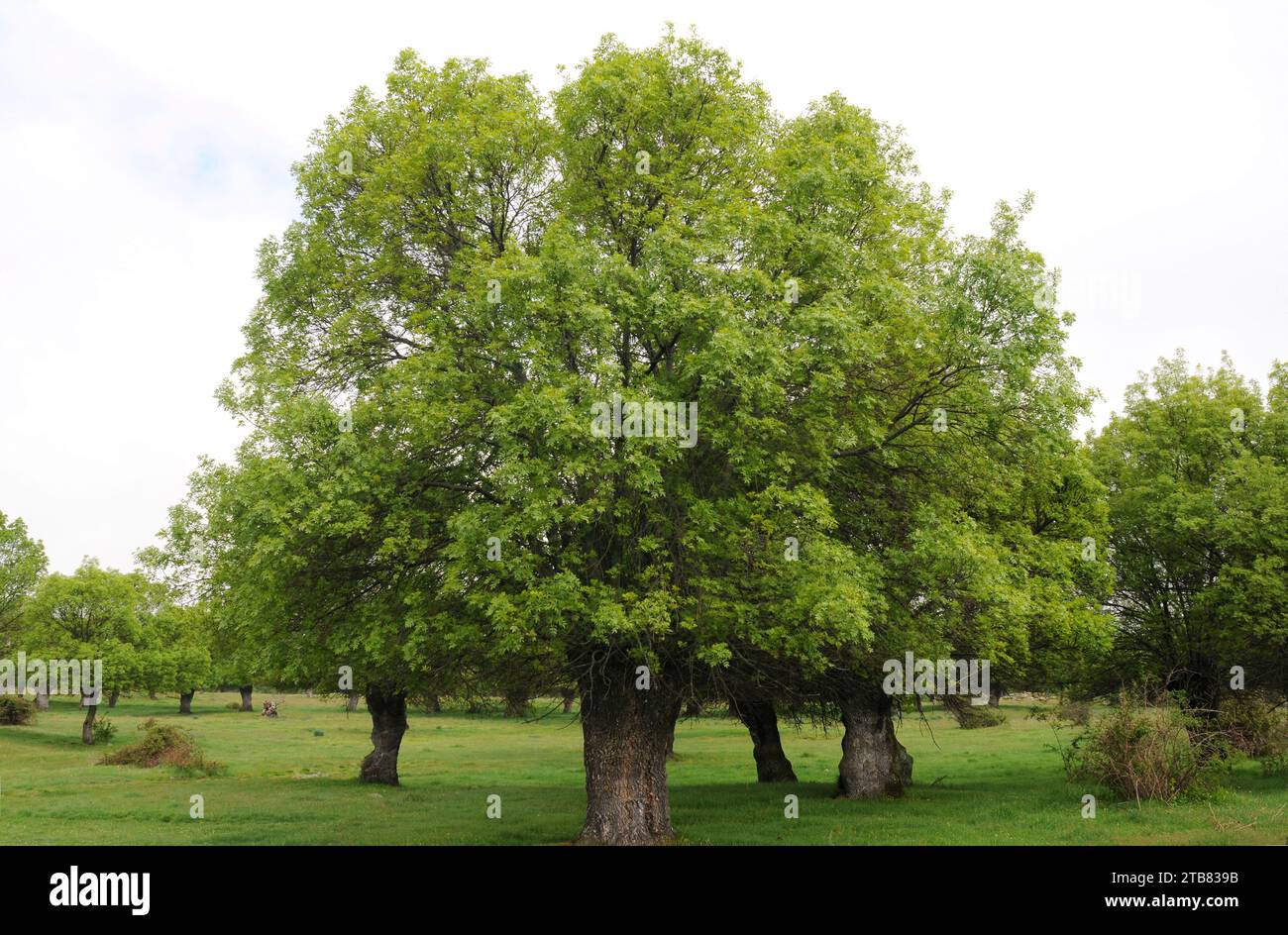 La frêne à feuilles étroites (Fraxinus angustifolia) est un arbre à