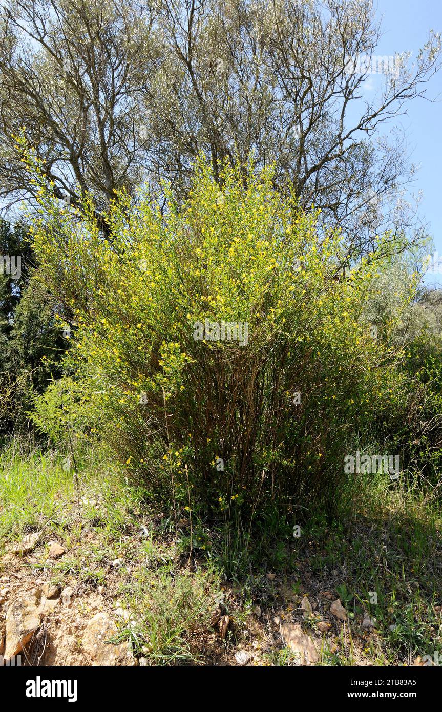 Le jasmin sauvage (Jasminum fruticans) est un arbuste originaire du bassin méditerranéen. Cette photo a été prise dans le Parc naturel de la Sierra de Guara, province de Huesca, Ara Banque D'Images