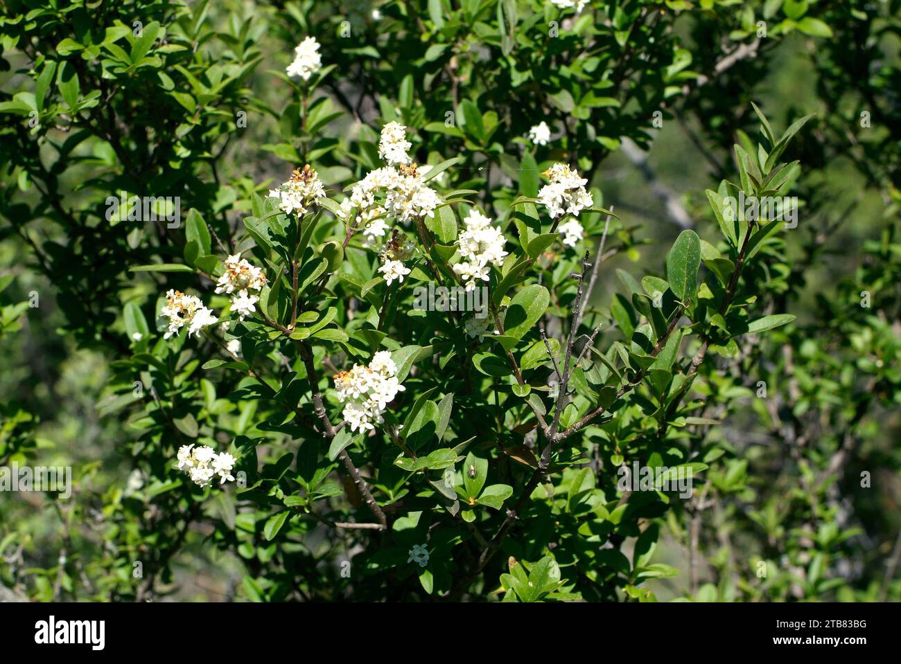 Privet européen ou privet sauvage (Ligustrum vulgare) est un arbuste semi-décidu originaire d'Europe et du sud-ouest de l'Asie.cette photo a été prise à Huesca pro Banque D'Images