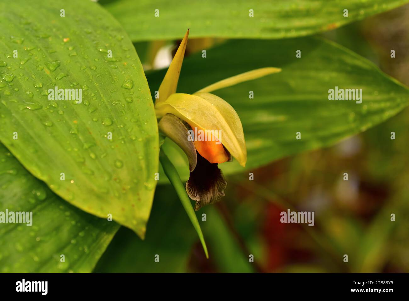 Rumphius Coelogyne (Coelogyne rumphii) est une orchidée tropicale originaire de Moluques. Banque D'Images