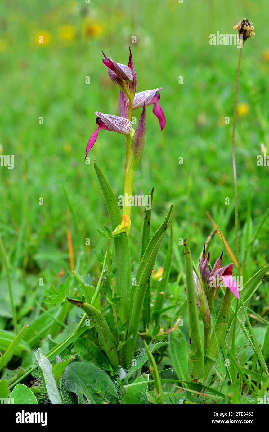 serapias (Serapias vomeracea) est une orchidée terrestre originaire du bassin méditerranéen. Cette photo a été prise à Merindades, province de Burgos, Banque D'Images