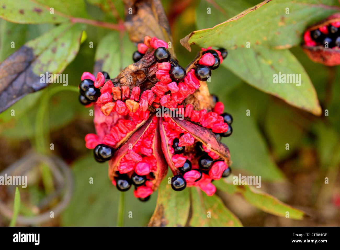 La pivoine des Baléares (Paeonia cambessedesii) est une herbe vivace endémique à Majorque, Minorque et Cabrera. Cette photo a été prise dans l'île de Majorque, aux Baléares Banque D'Images
